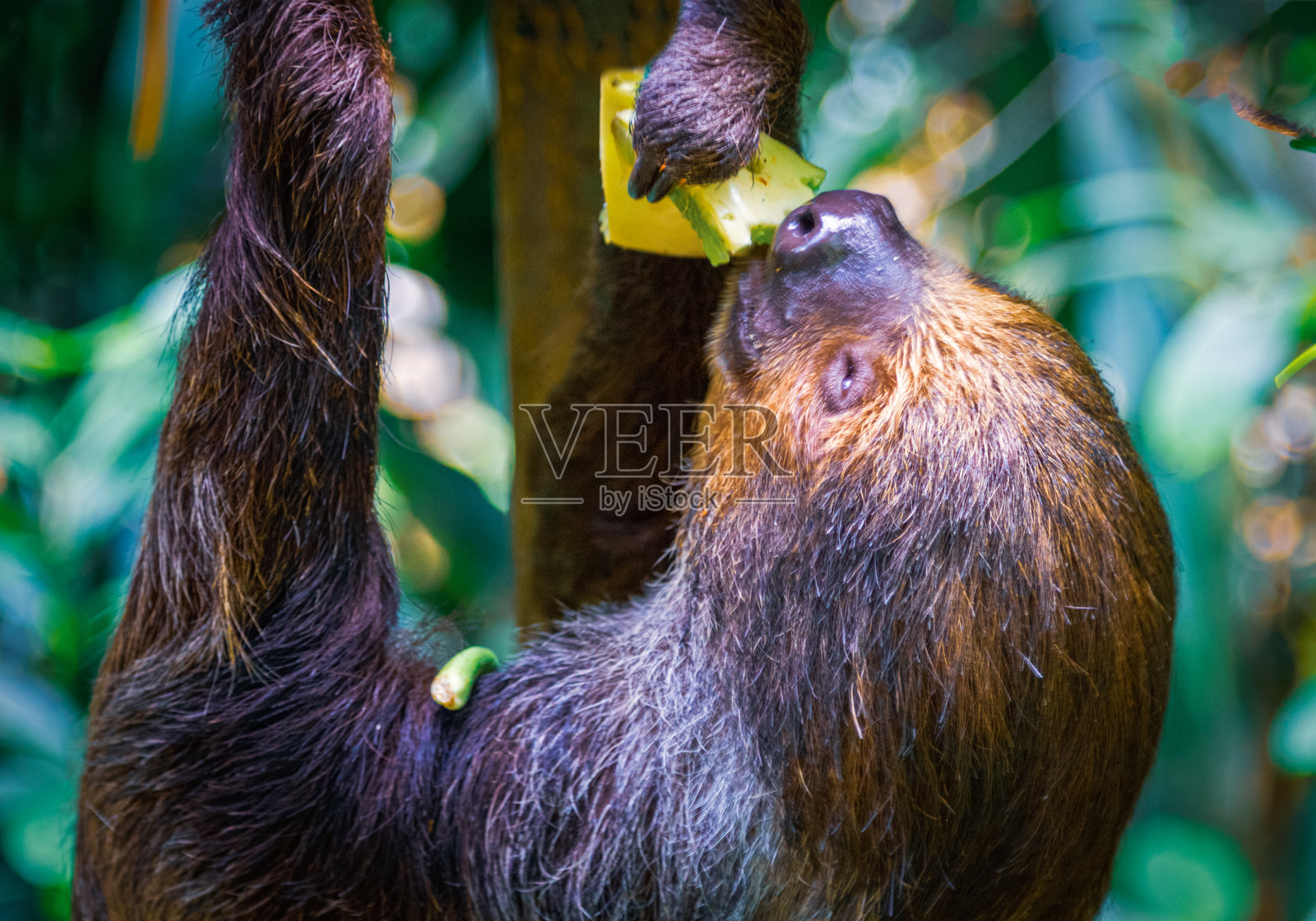 树懒挂在树上吃东西时的头和前腿。照片摄影图片