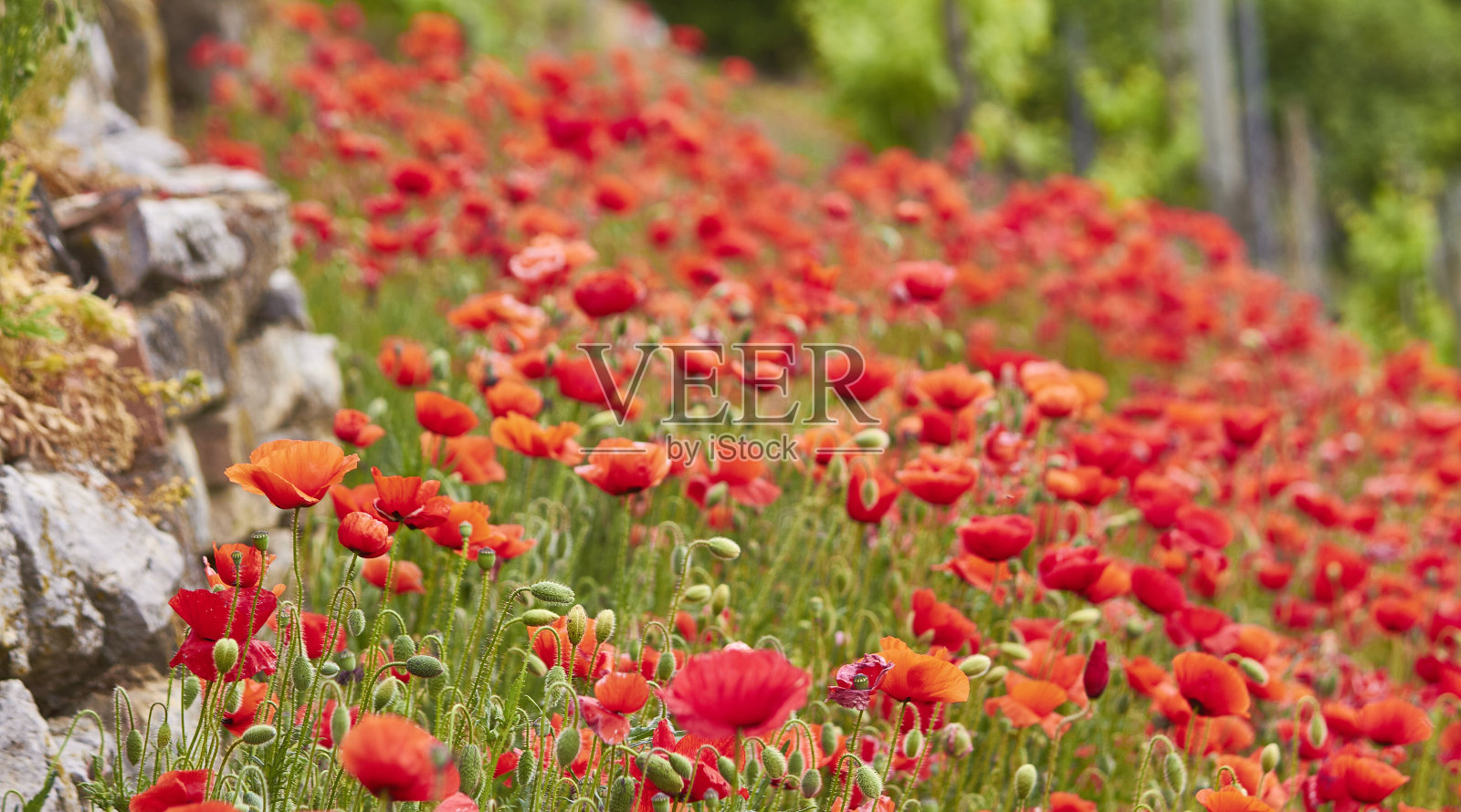 罂粟花照片摄影图片