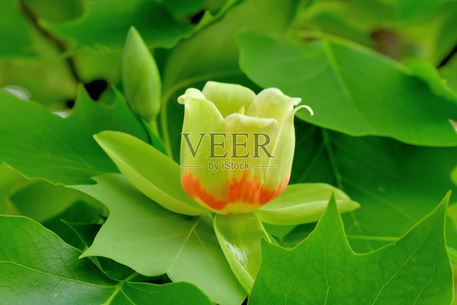 郁金香树/鹅掌楸花照片摄影图片