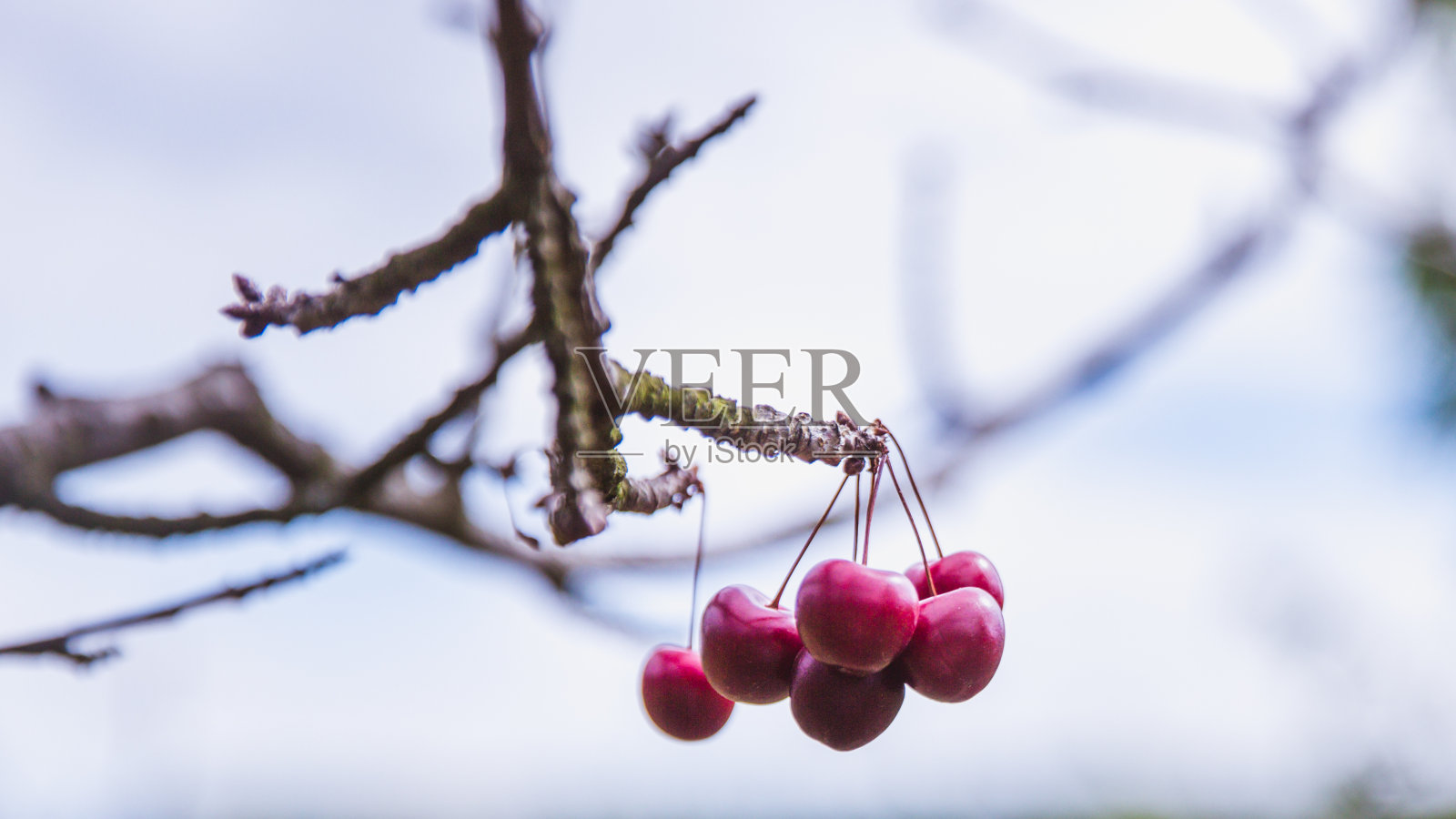 有机成熟的红樱桃在树枝上。有选择性的重点照片摄影图片