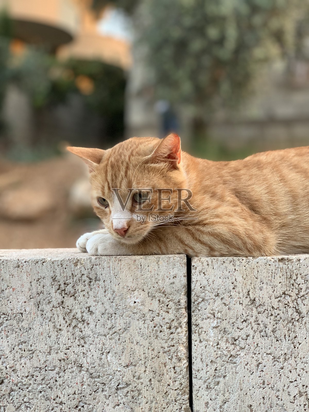 猫咪准备捕食下一个零食照片摄影图片
