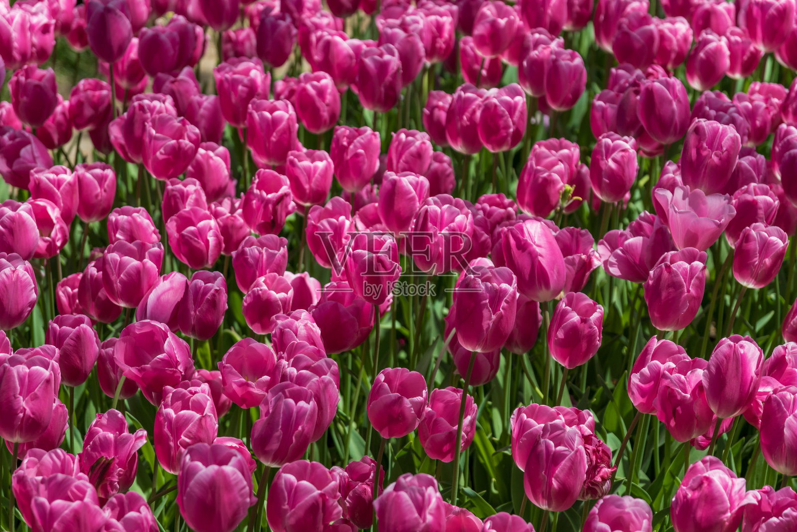 伊斯坦布尔的阿联酋公园。火鸡照片摄影图片