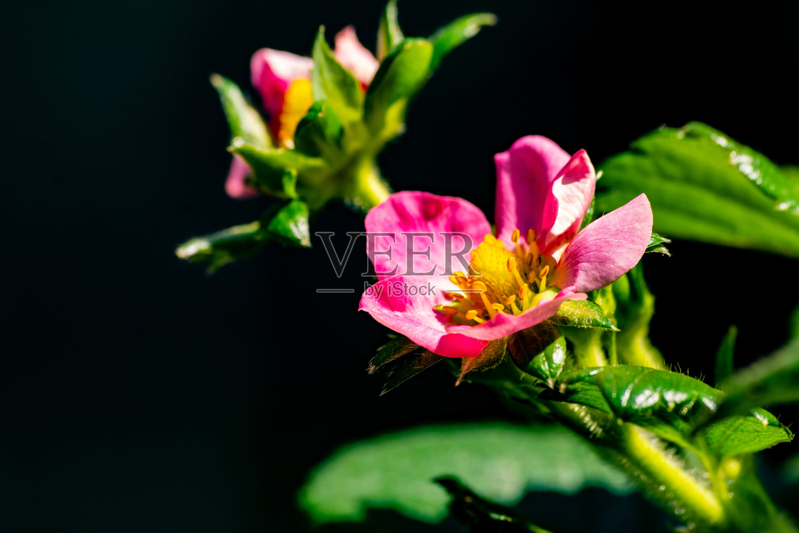 花园里有草莓花照片摄影图片