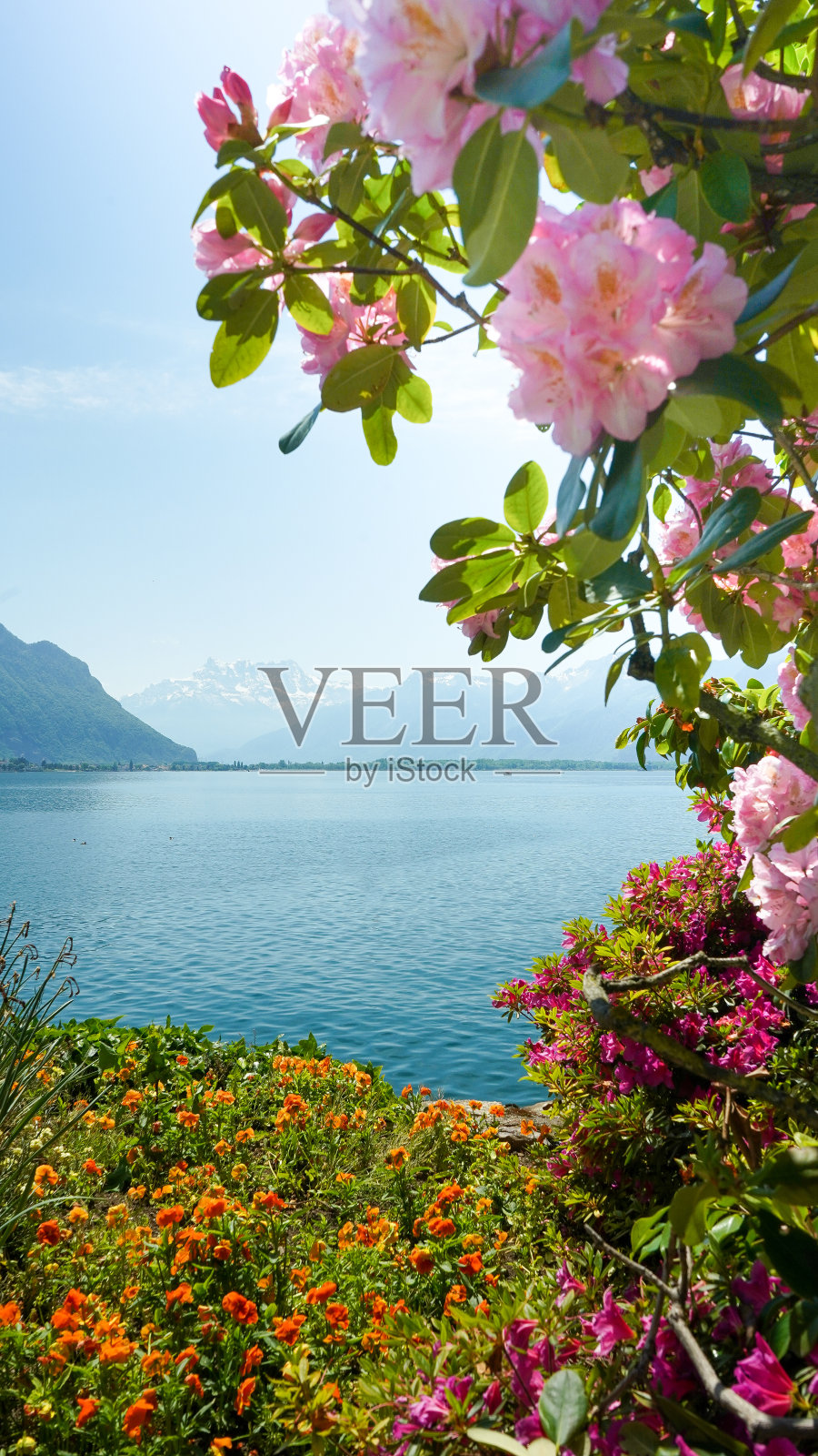 春天，瑞士蒙特勒湖畔的鲜花。照片摄影图片