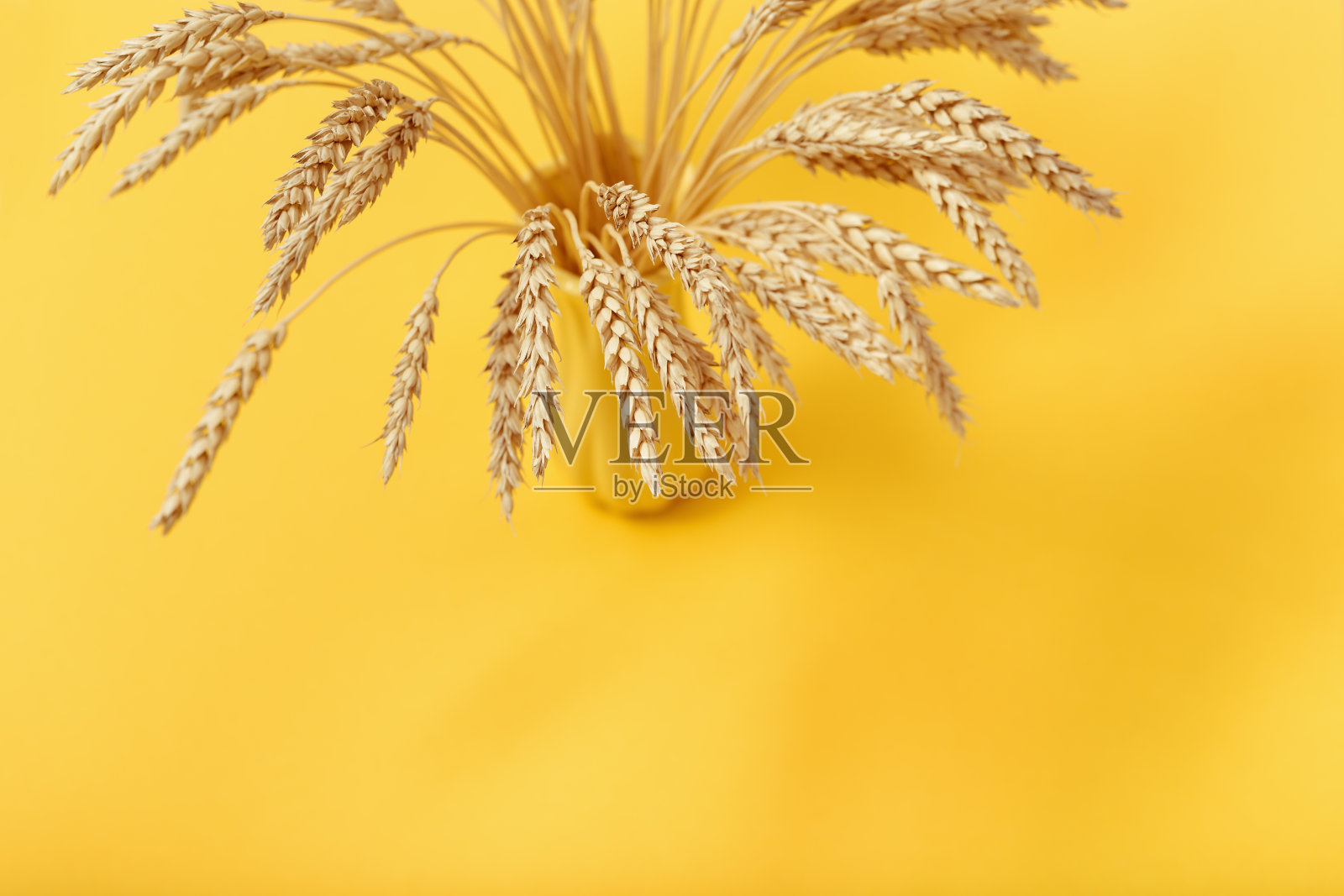 成熟的麦穗在阳光下留下阴影。黄色花瓶，靠近成熟的耳朵。秋收时节的概念。顶部视图与复制空间。照片摄影图片