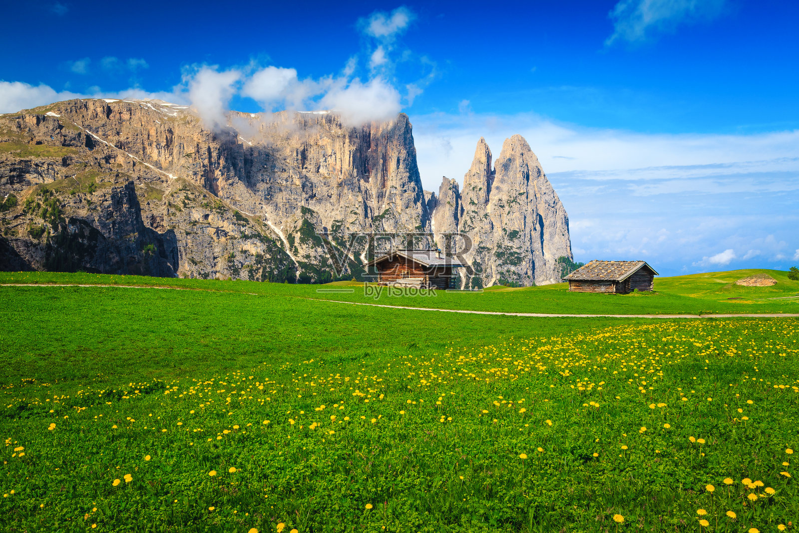 夏日旅游胜地盛开着黄色的蒲公英花，意大利白云石照片摄影图片