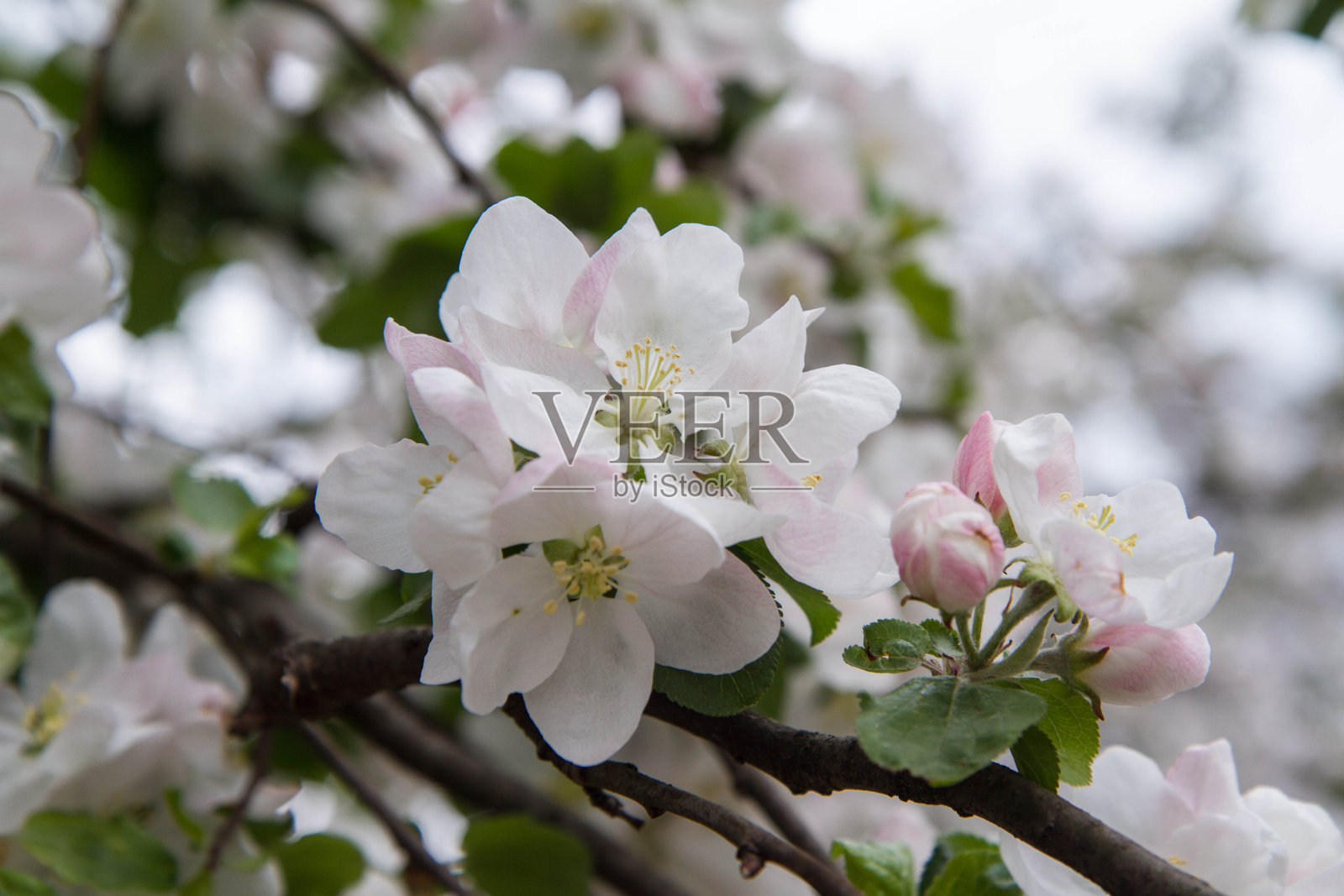 苹果树照片摄影图片