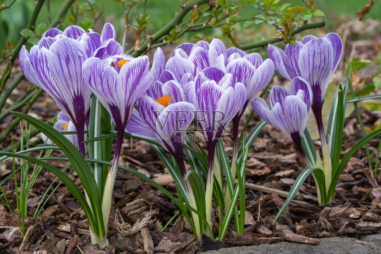 番红花属照片摄影图片