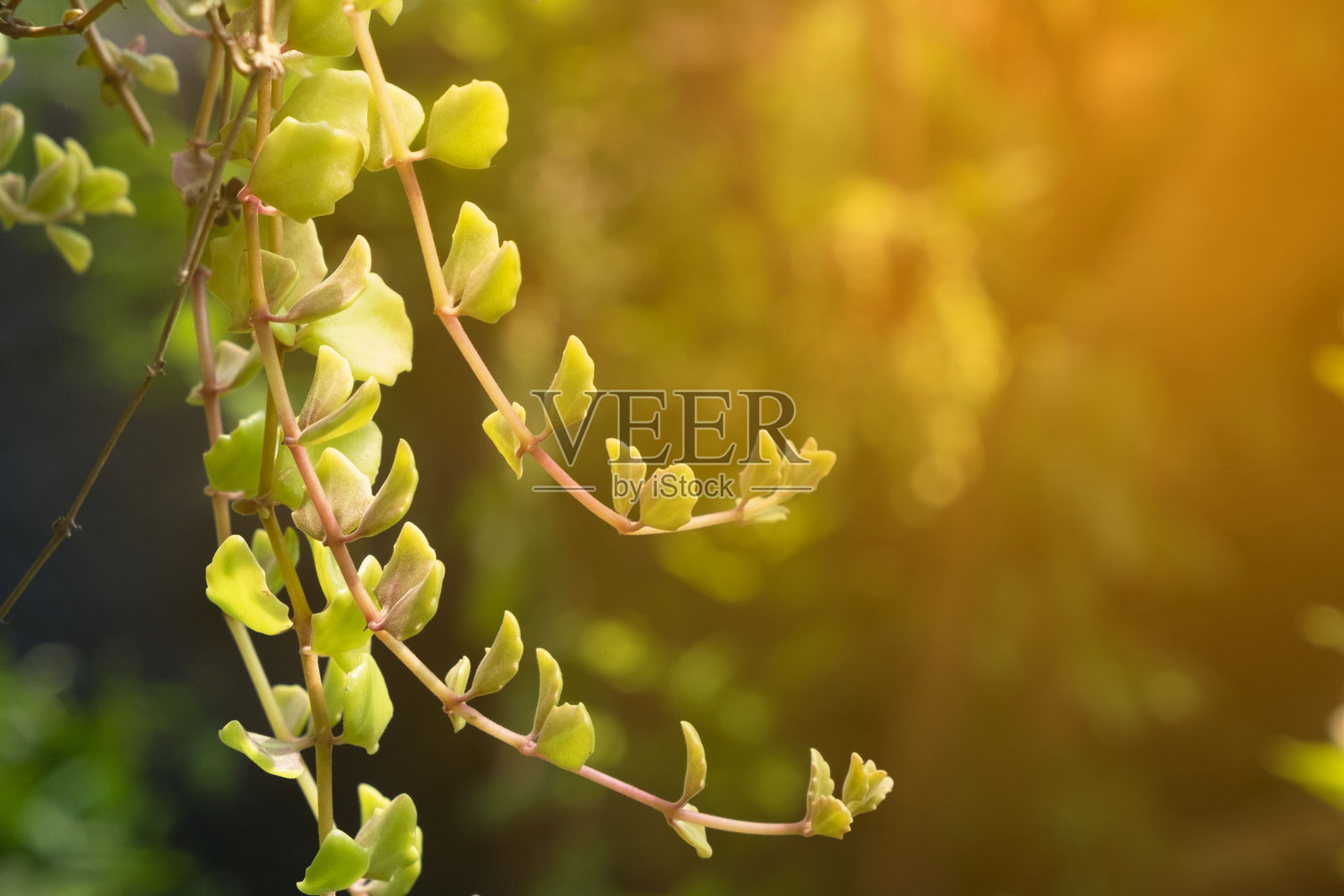 绿色的树叶。照片摄影图片