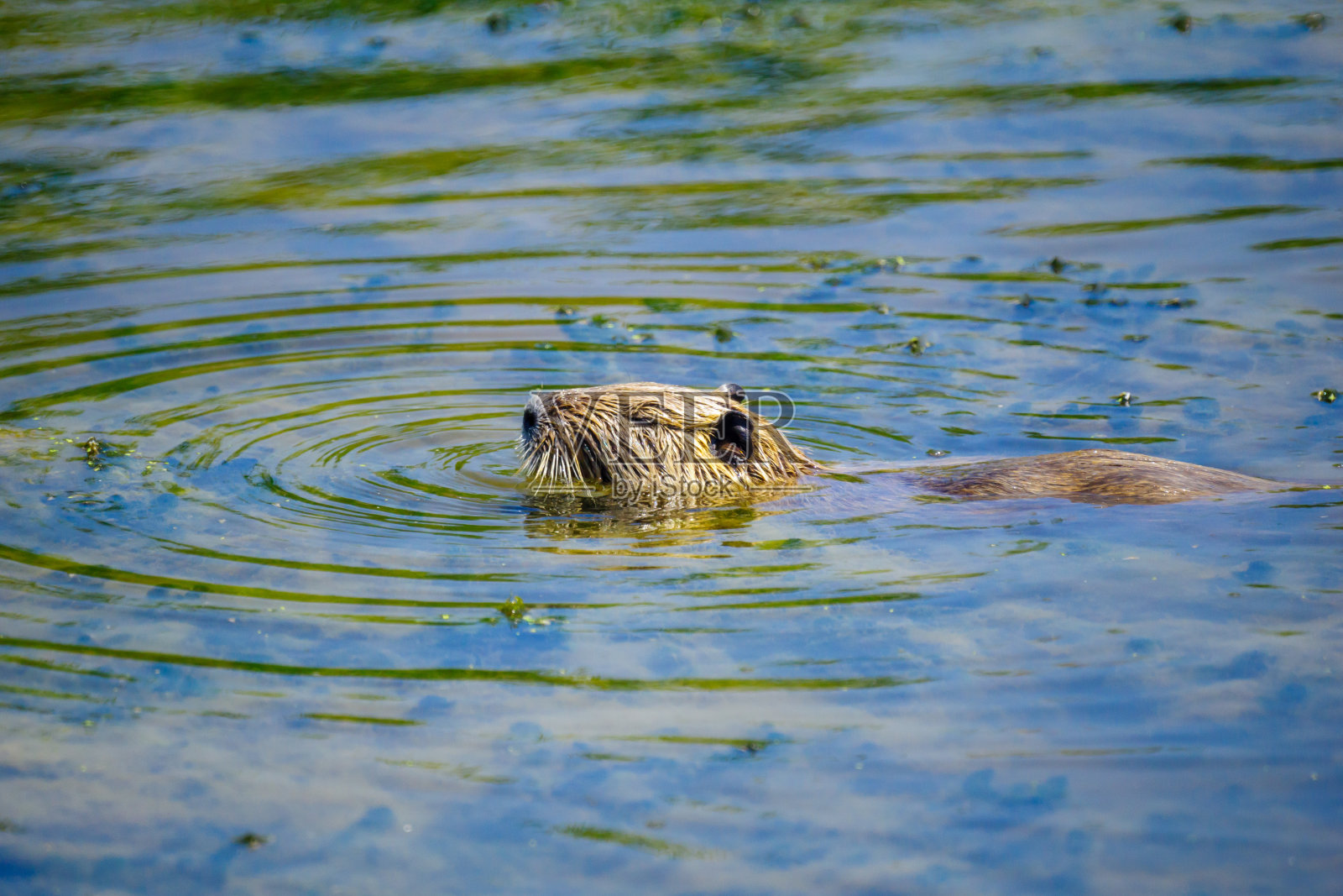胡拉自然保护区内的海狸鼠（河狸）照片摄影图片