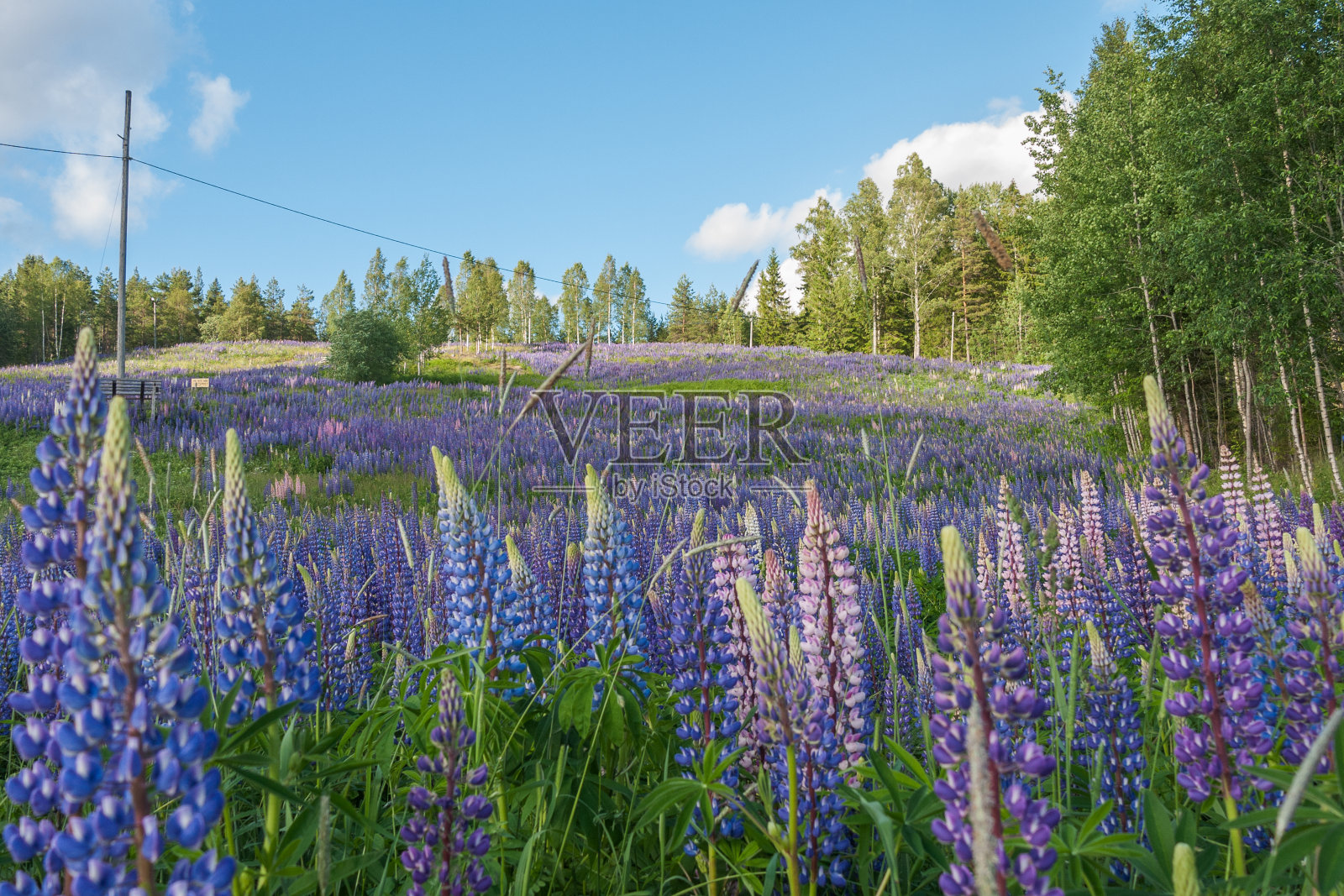 羽扇豆，羽扇豆，羽扇豆田，粉红色，紫色和蓝色的花。一束羽扇豆夏季花背景照片摄影图片