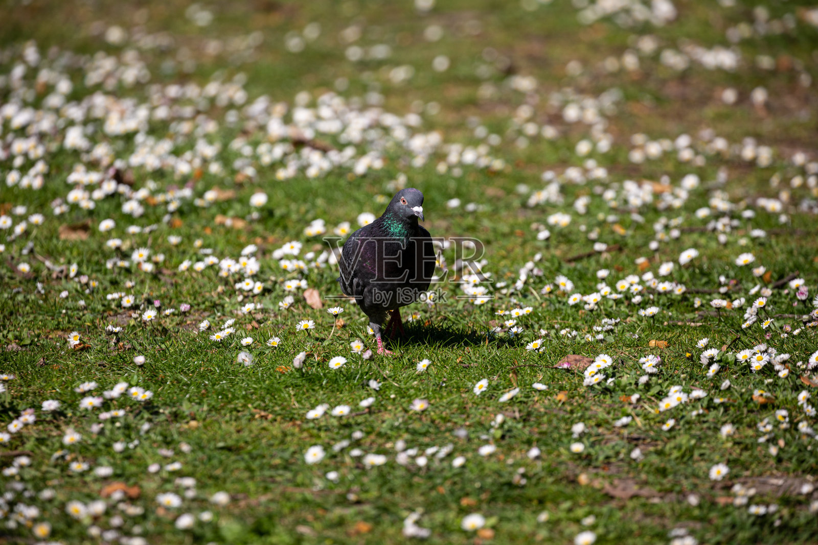 鸽子在公园草地上散步照片摄影图片