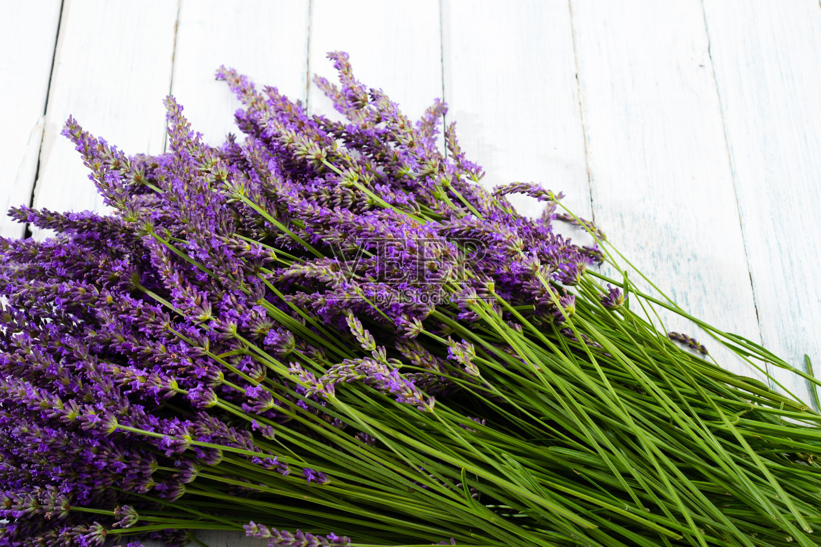 薰衣草照片摄影图片