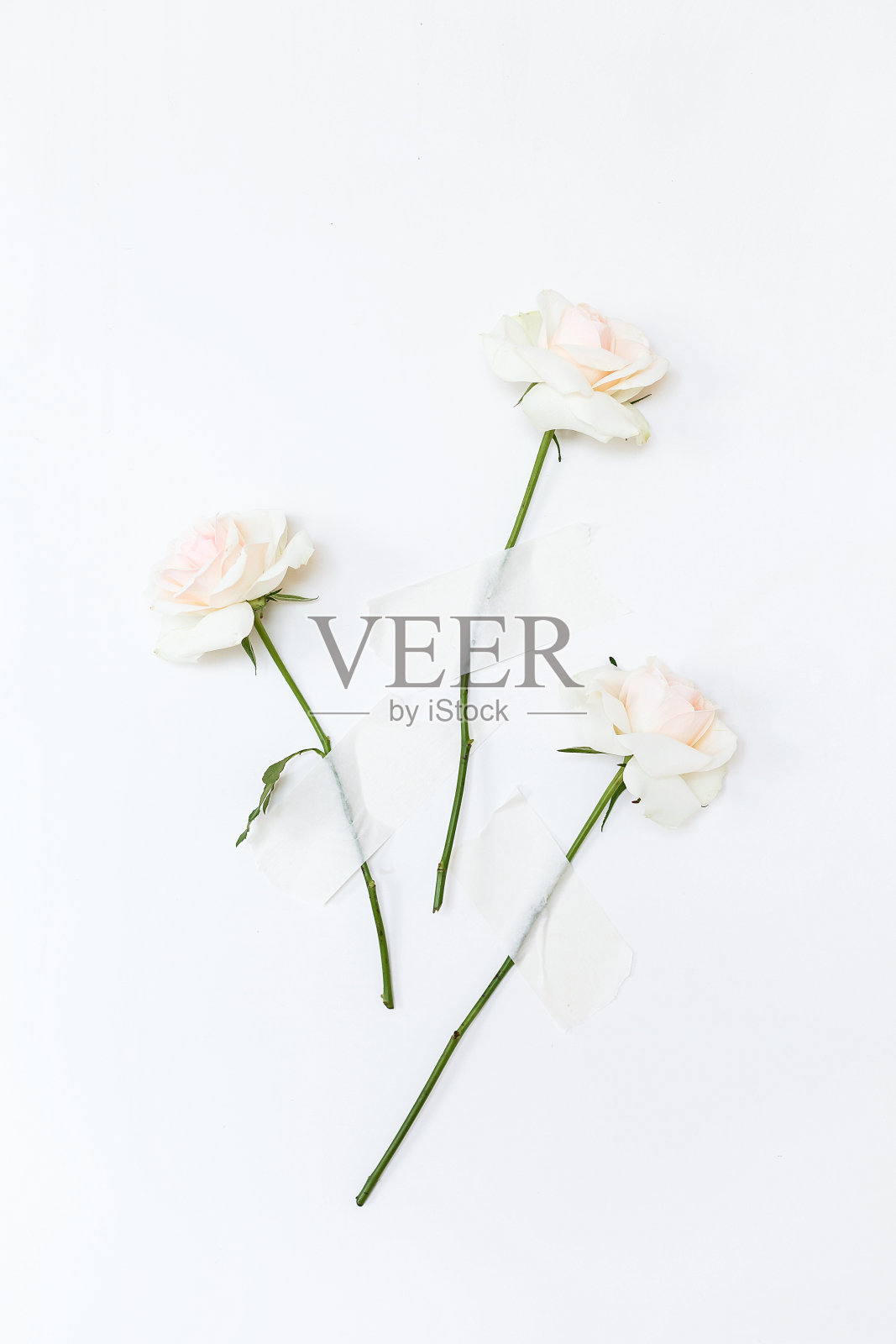 三朵玫瑰用胶带粘在白墙上。创意概念的花。照片摄影图片