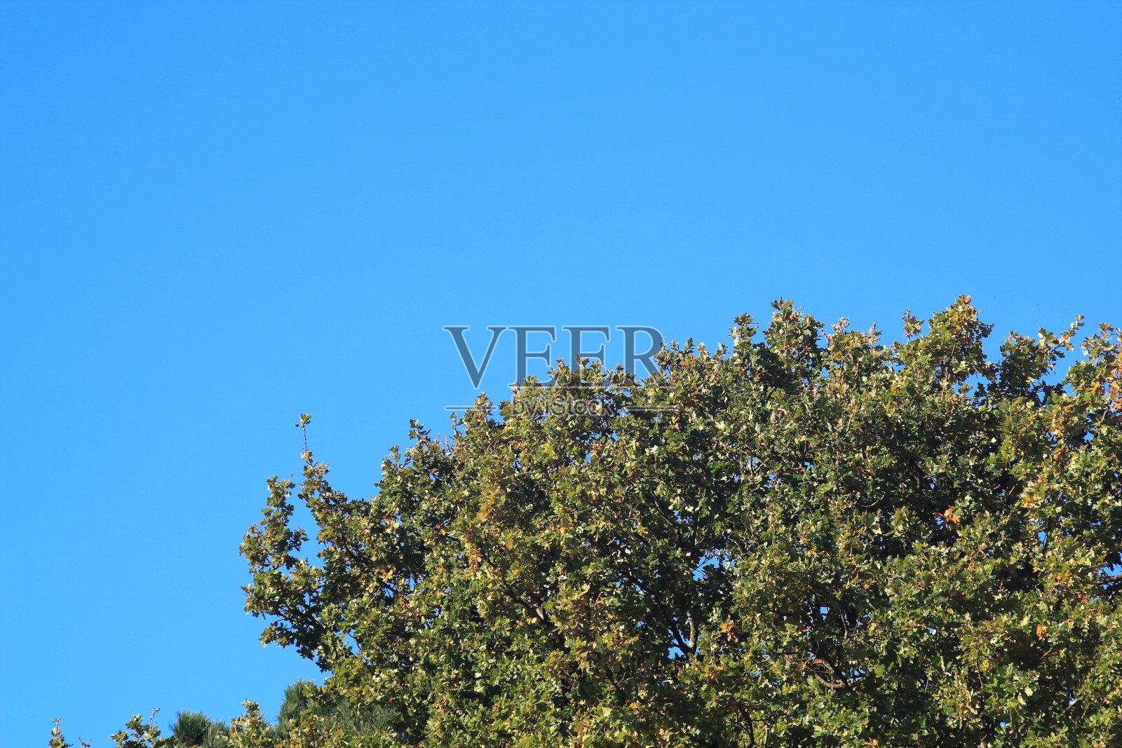 树顶与蓝天背景照片摄影图片