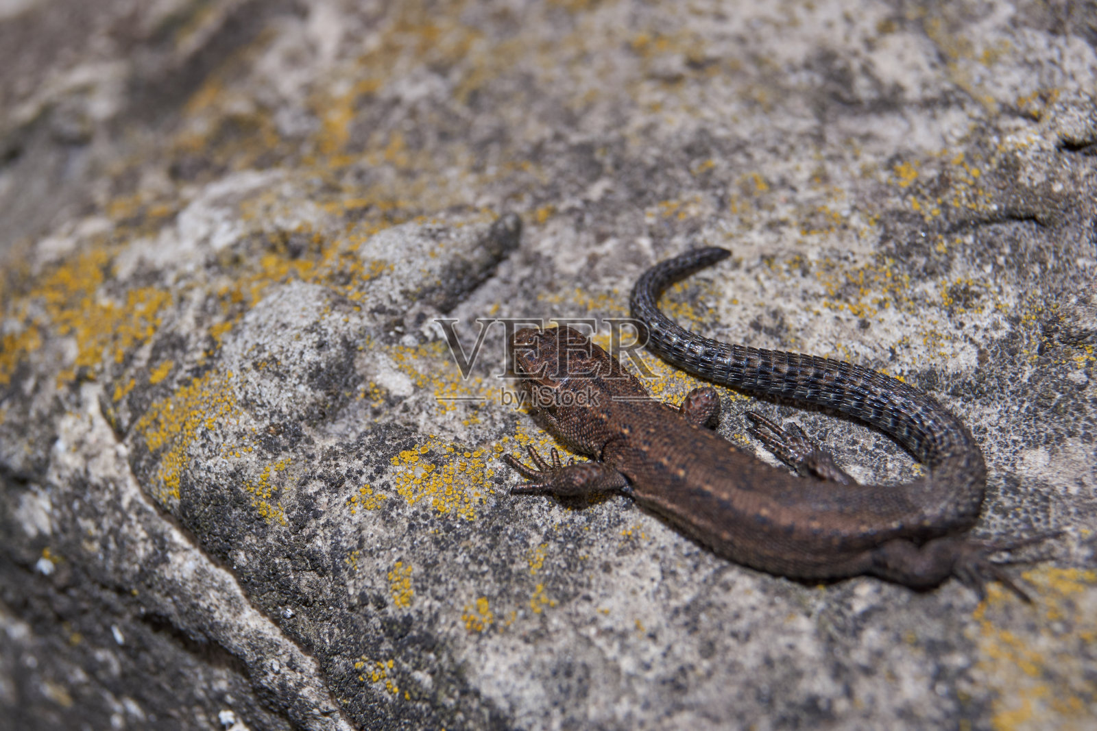 敏捷的或普通的蜥蜴。Lacerta agilis)是在一个温暖的石头上加热。照片摄影图片