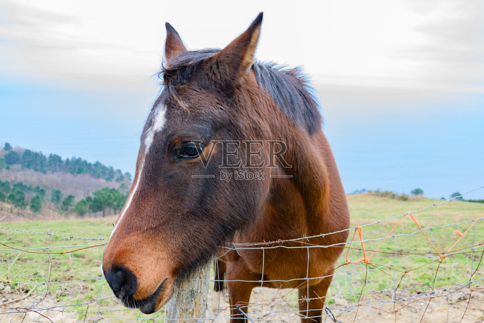 一匹棕色的马照片摄影图片