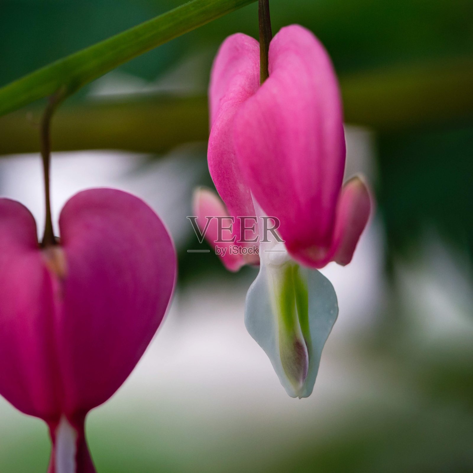 一个流血的心芽的微距特写照片摄影图片