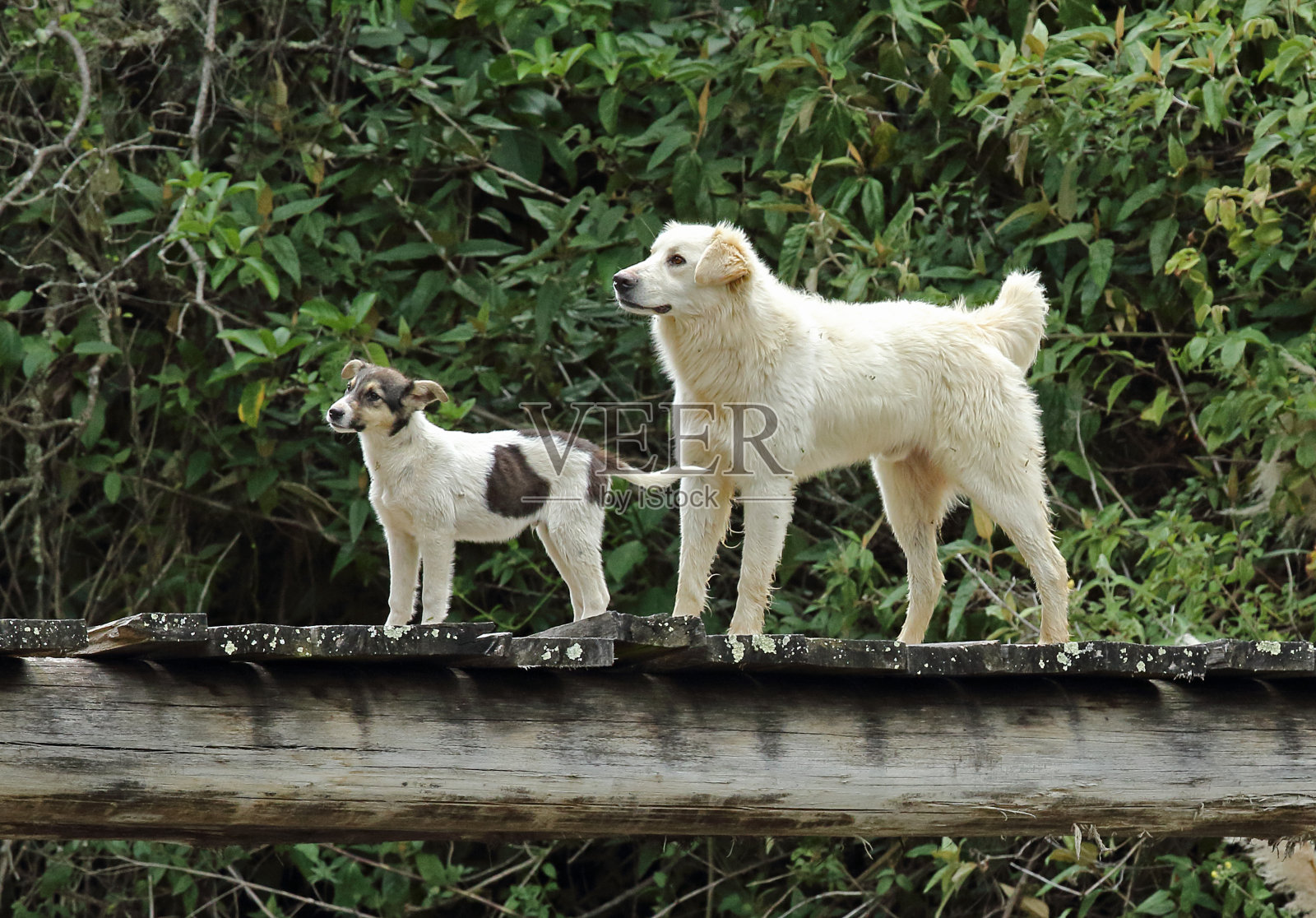 两只狗照片摄影图片