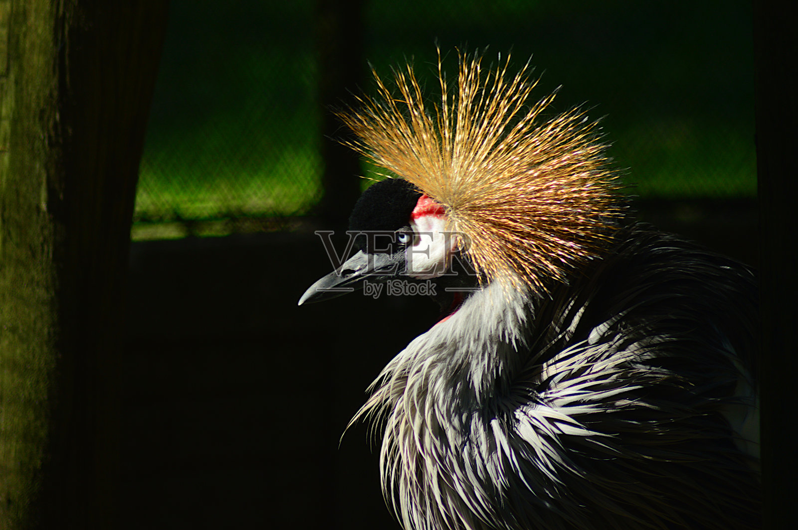 经过了加冕似乎悲伤照片摄影图片