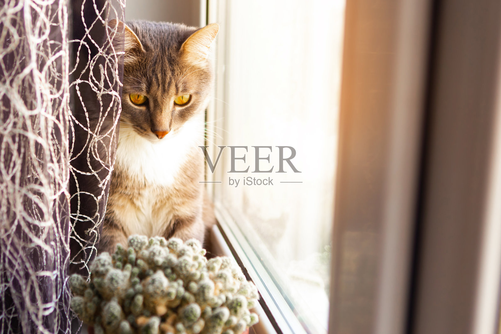 小灰猫坐在窗台上，呆在家里的概念照片摄影图片