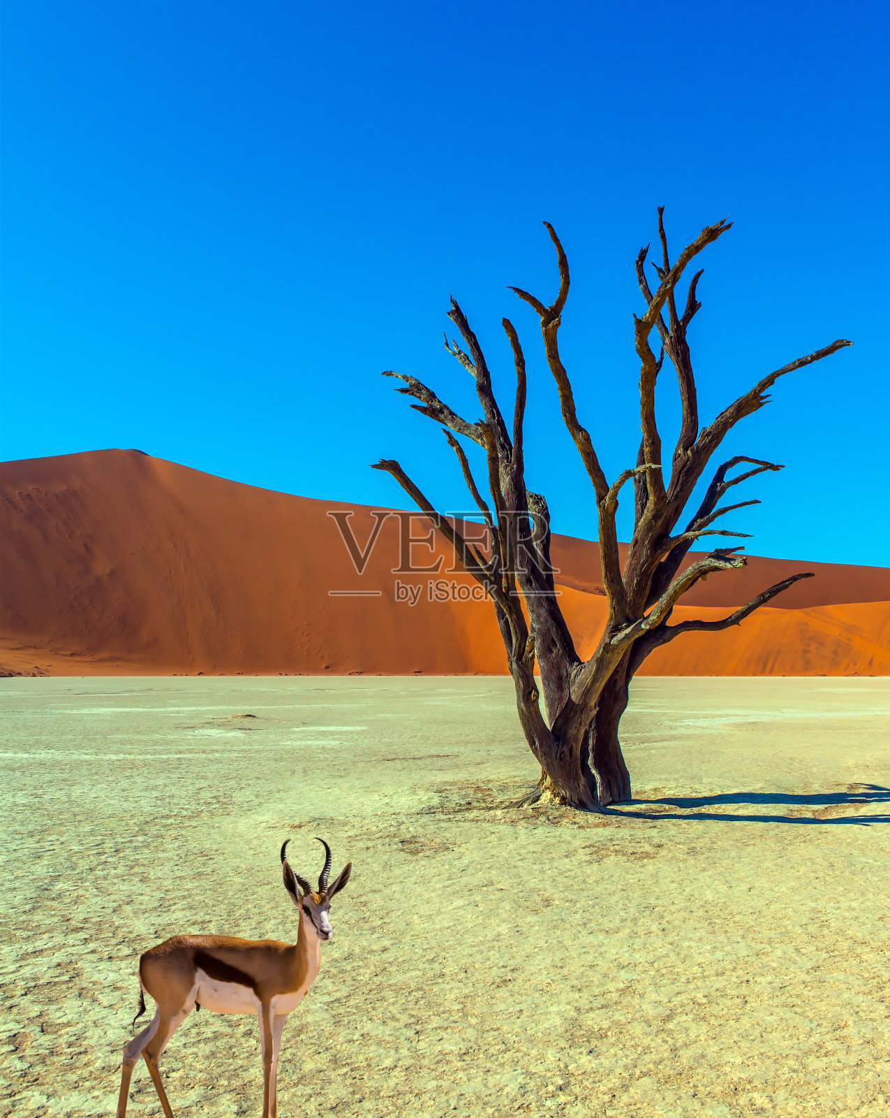 黑斑羚一种红头羚羊，叫做黑斑羚照片摄影图片