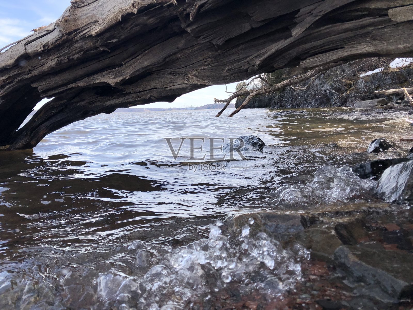 河里的树照片摄影图片