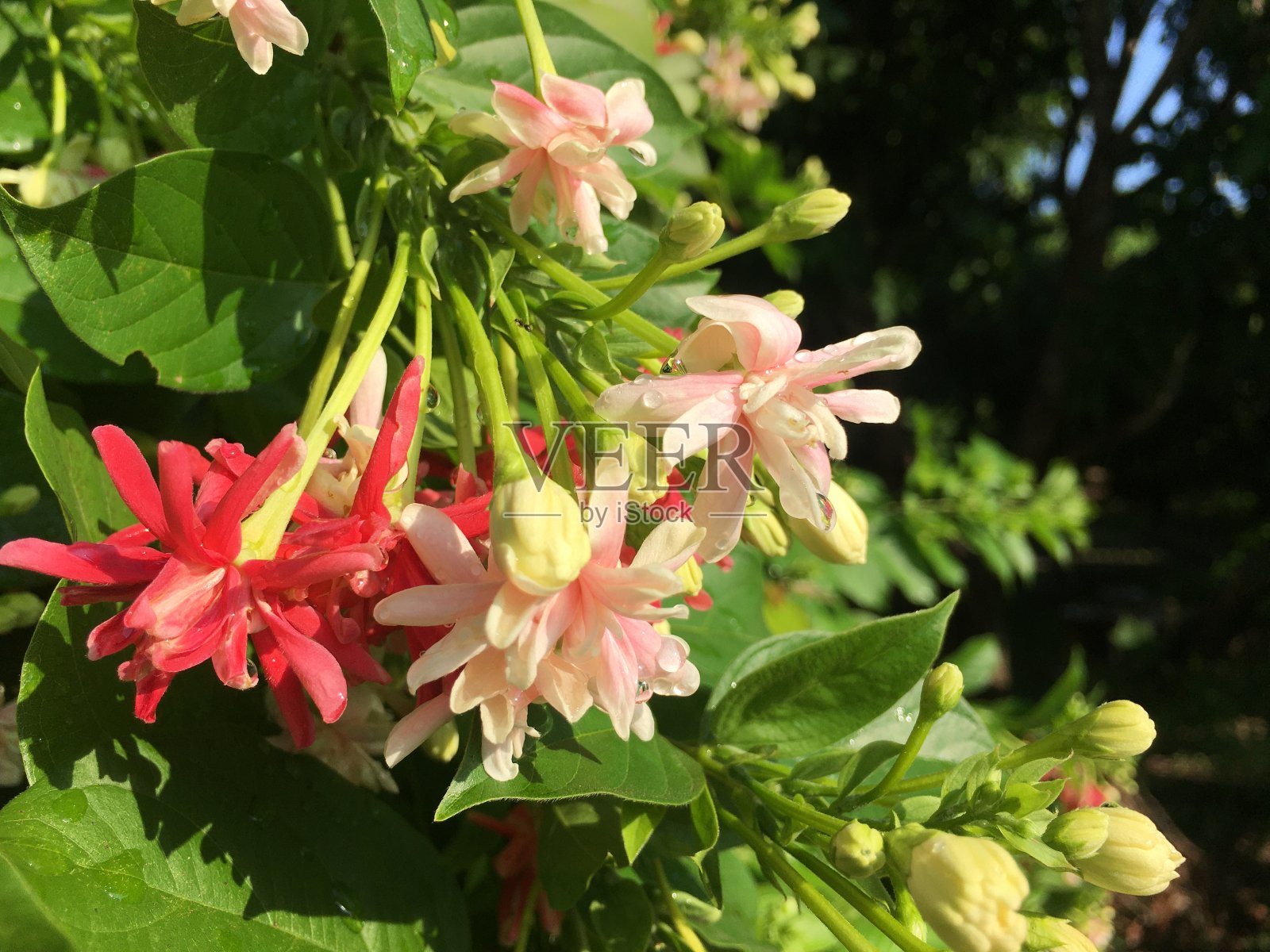 雨后的花是白色和红色的照片摄影图片