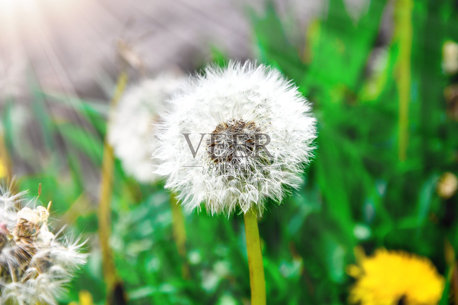 特写的成熟的蒲公英种子准备飞与阳光，夏天，散科效果，绿色的草照片摄影图片