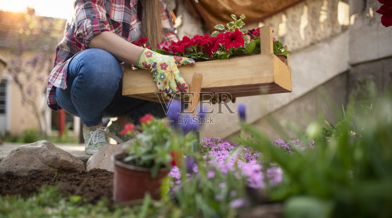 年轻的女人在花园里种花照片摄影图片