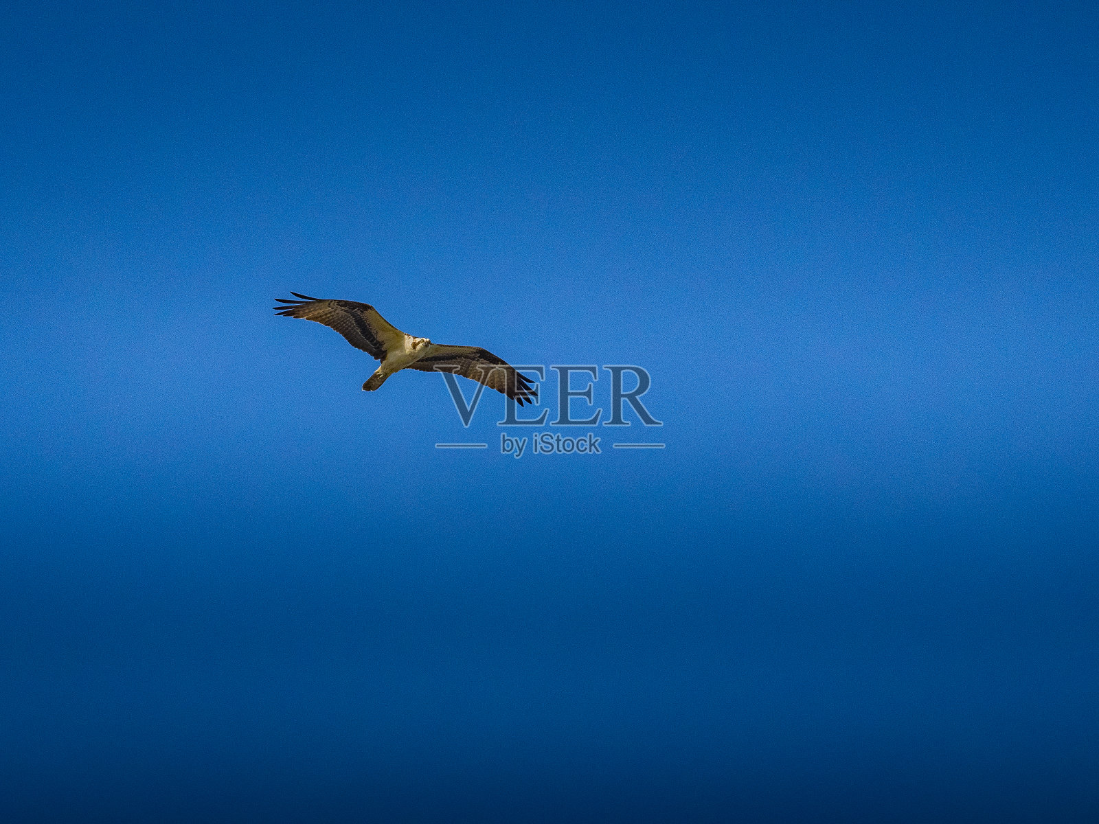 鱼鹰在蓝天上飞翔照片摄影图片