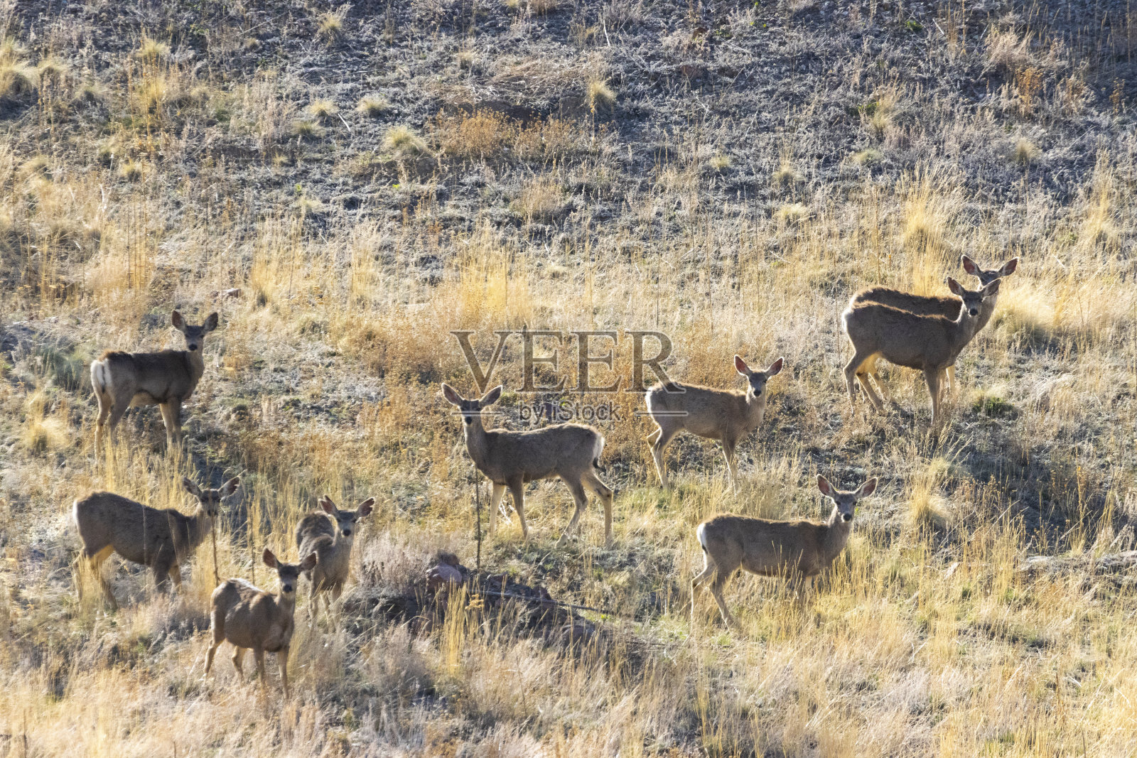 遥远的群照片摄影图片