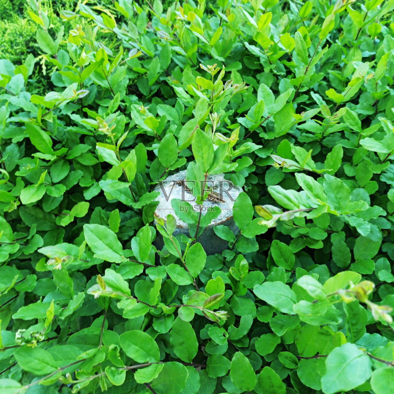 蜥蜴照片摄影图片