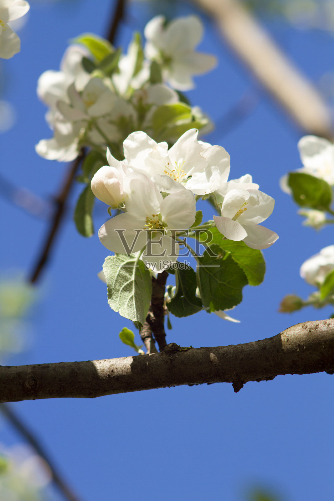 苹果树上的花照片摄影图片