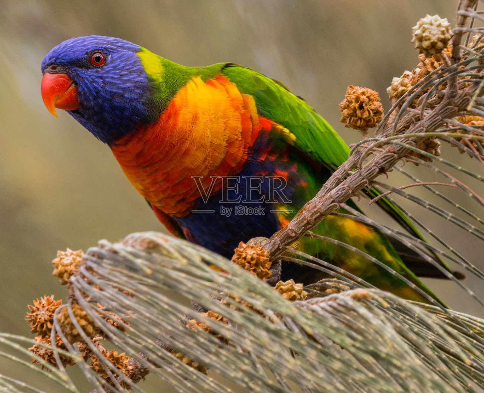 彩虹洛里基特 - 特里乔格洛苏斯莫卢卡努斯照片摄影图片
