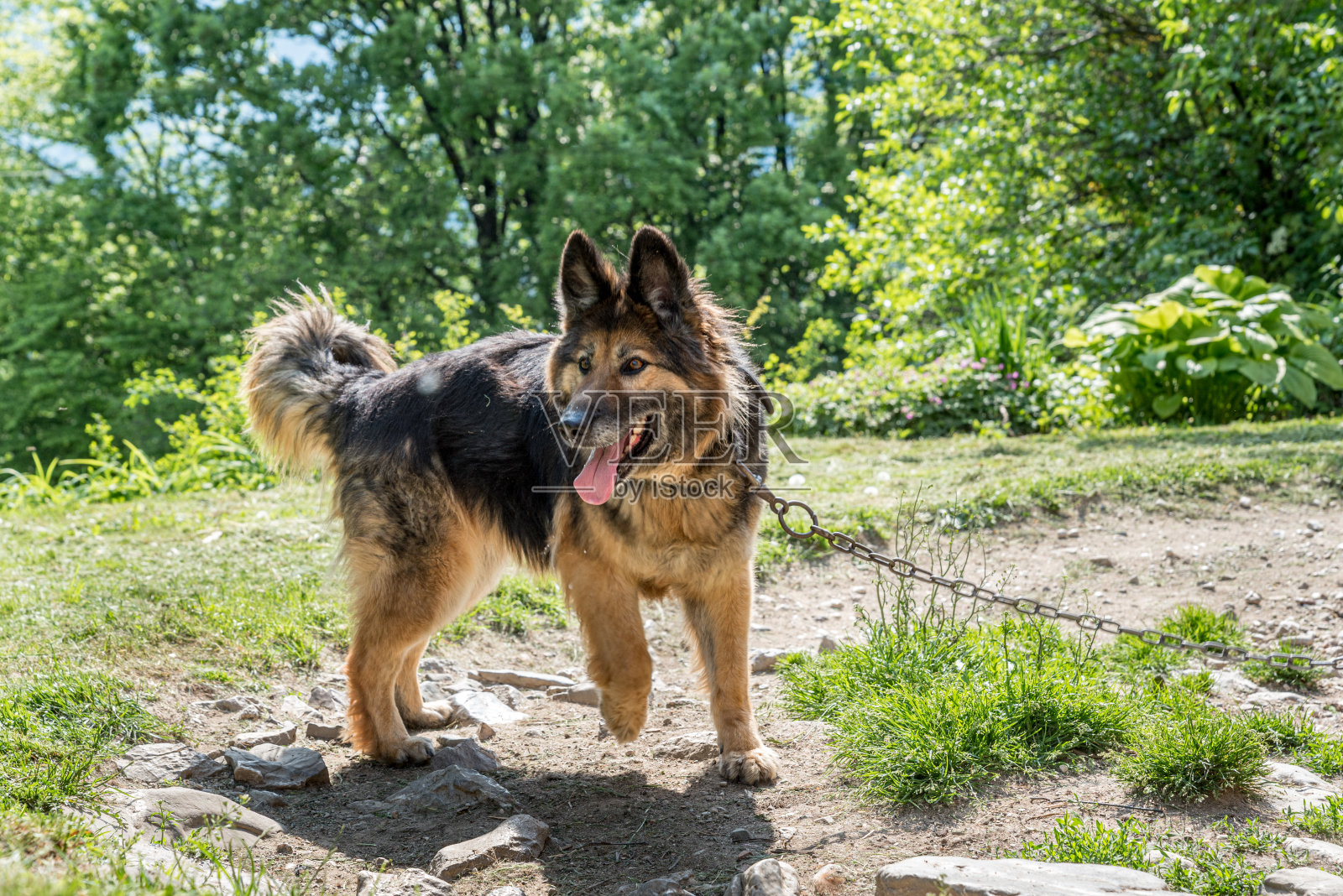 在乡下房子前面的链子上的可爱的狗照片摄影图片