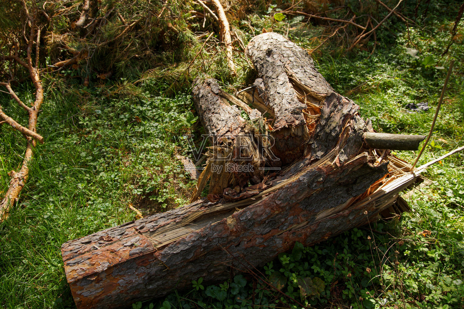 老树被折断了，倒下了，躺在绿色的草地上照片摄影图片