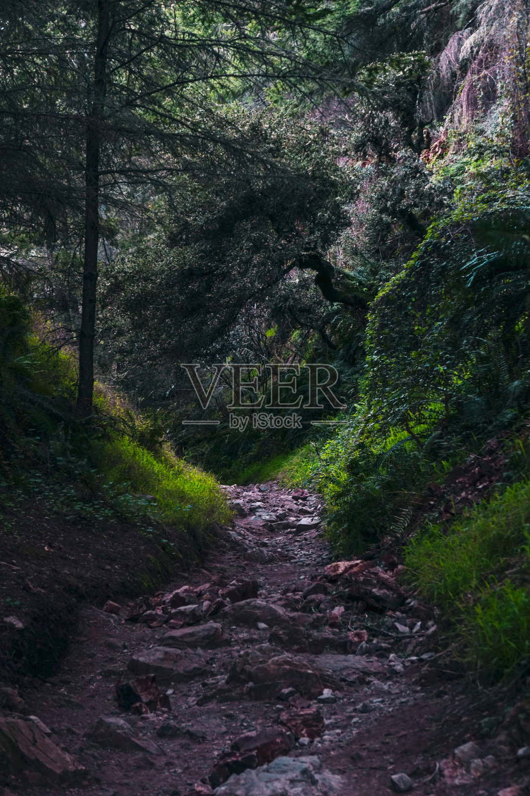 通往黑暗森林的岩石小路照片摄影图片