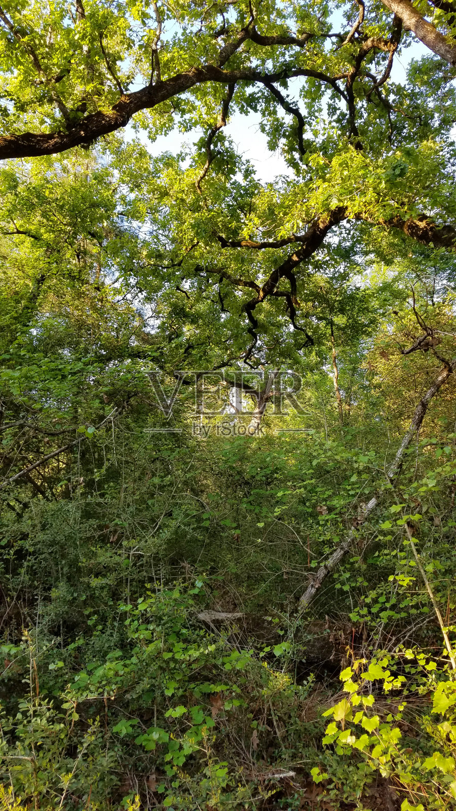 茂密的树叶穿过树林仰望天空。照片摄影图片