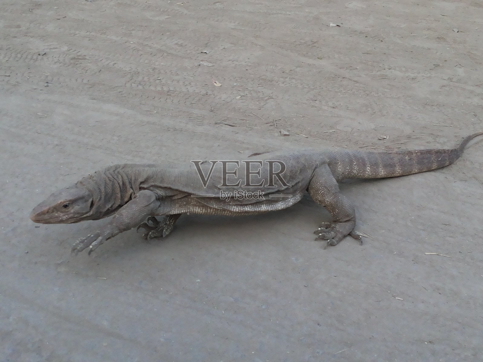 巨蜥走照片摄影图片