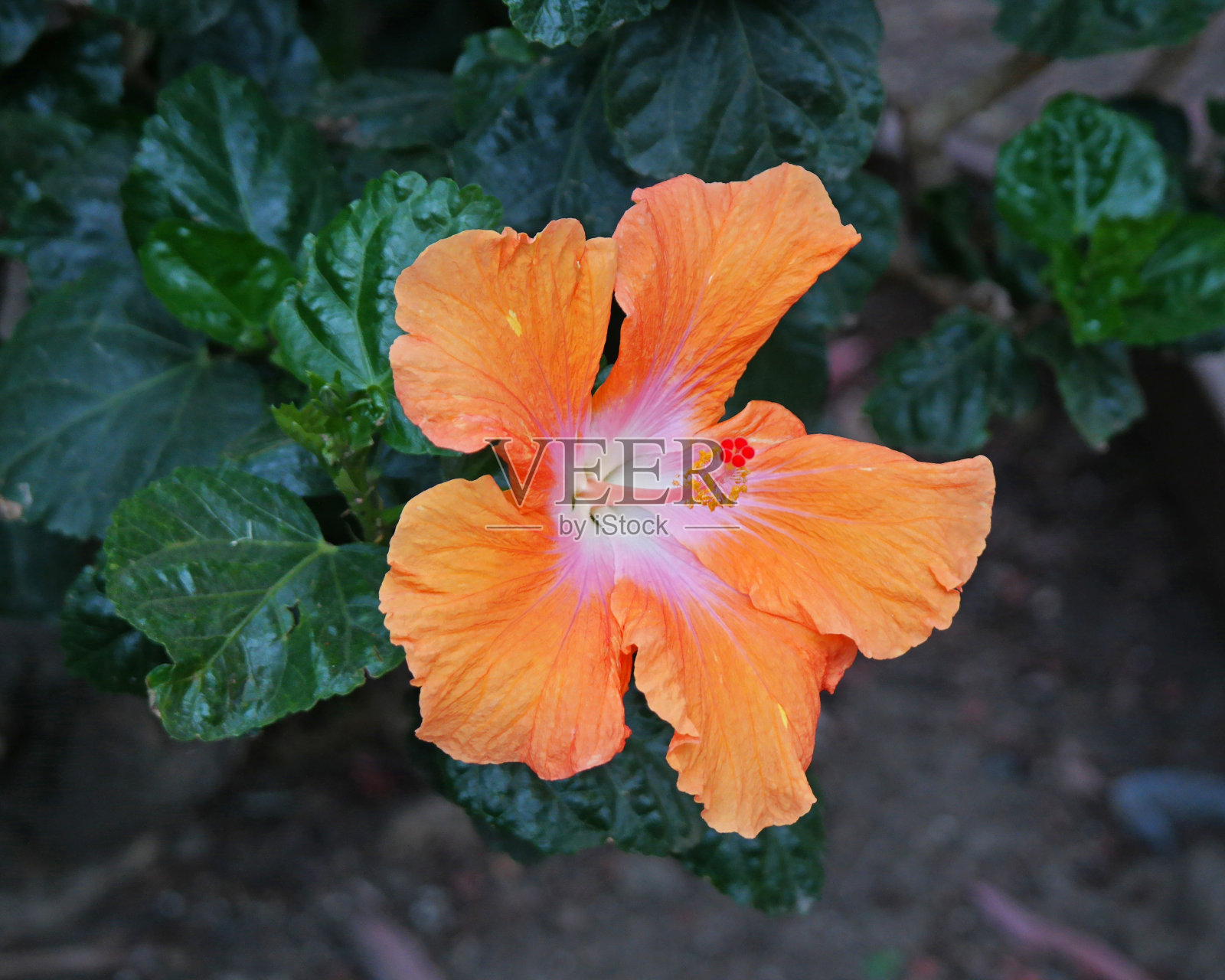 橙色的芙蓉花照片摄影图片