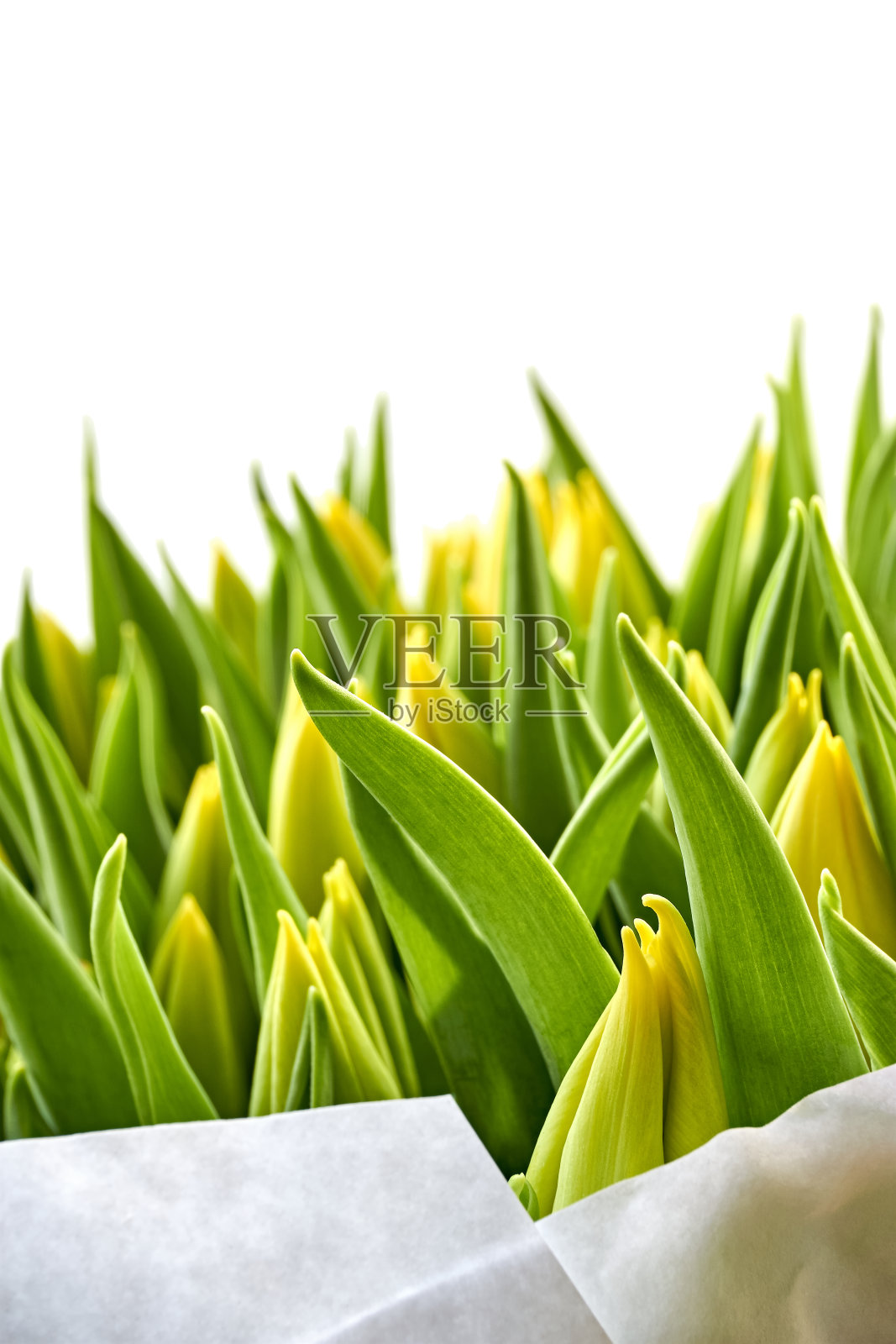 黄色的郁金香在芽孤立在白色照片摄影图片