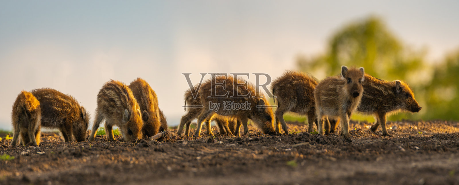 一群小野猪小猪在春天的田野上进食-特写镜头照片摄影图片
