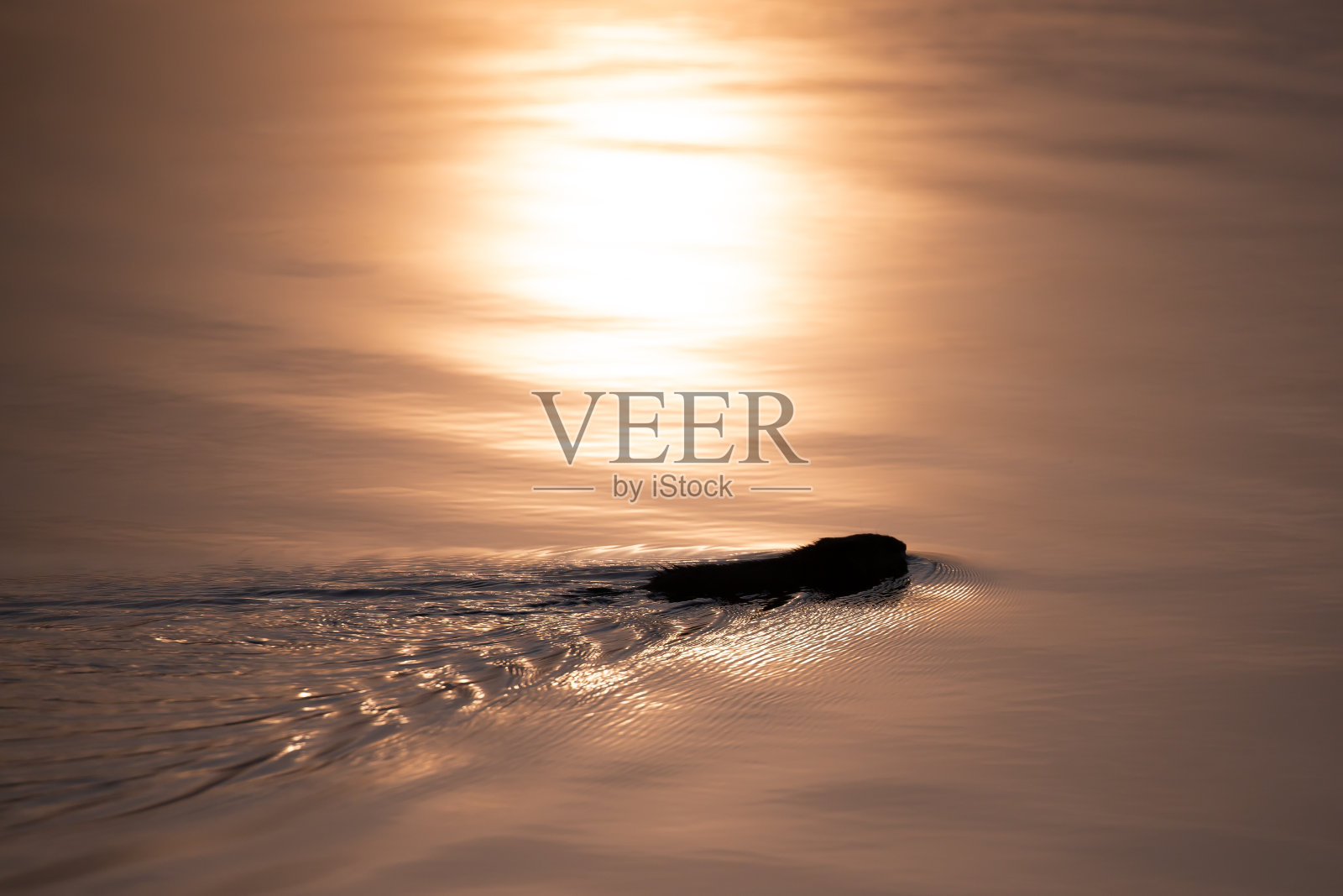 清晨，一只威斯康辛麝鼠在平静的湖里游泳照片摄影图片