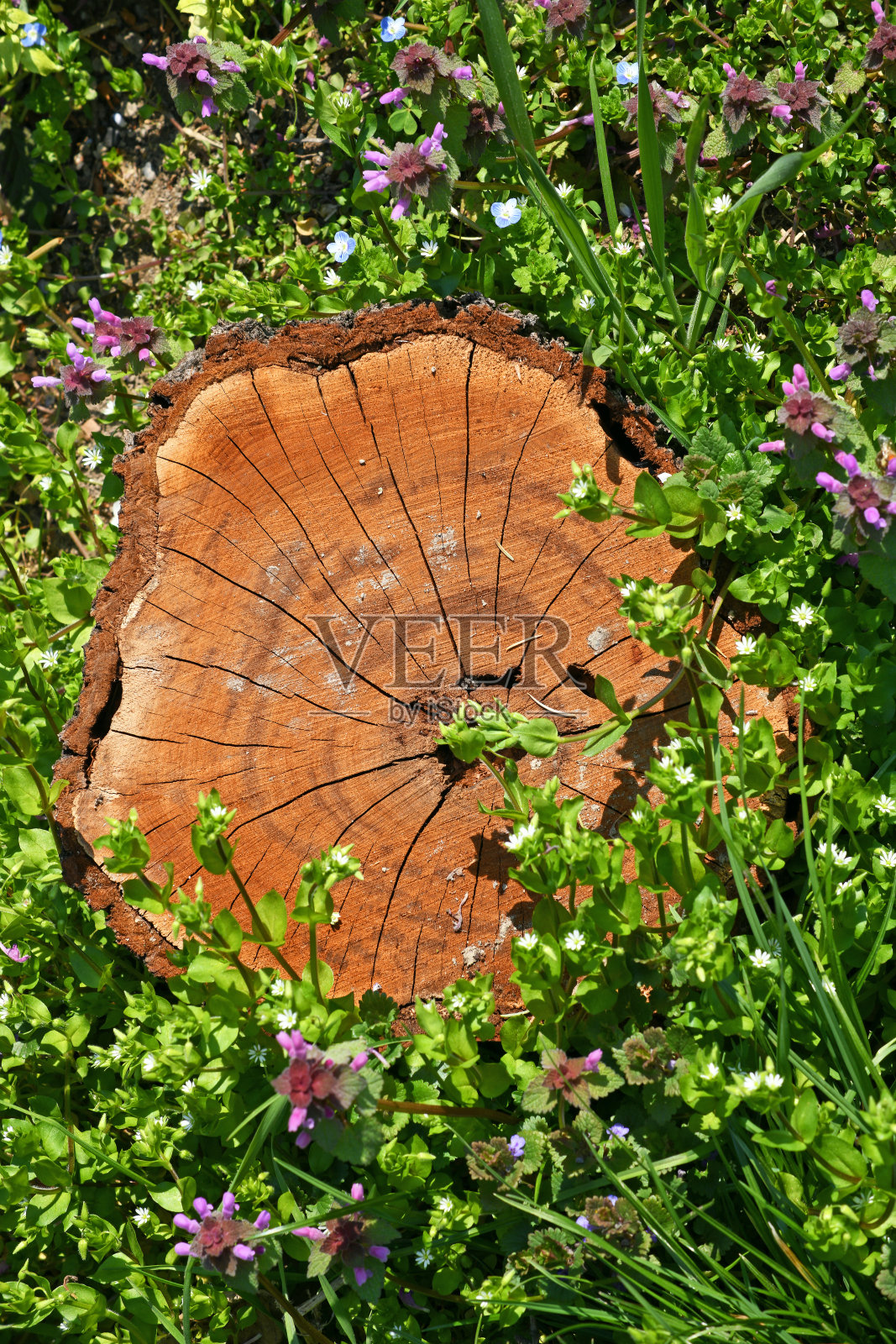 草地上一个美丽的树桩。草地上一棵砍下来的树的有趣纹理。照片摄影图片