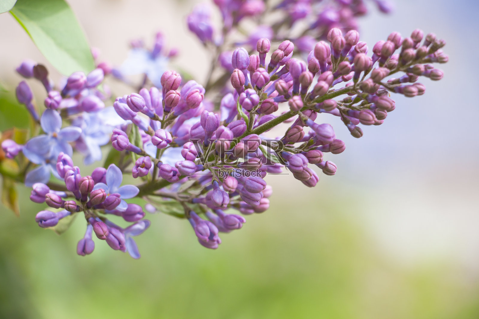 有花蕾的紫丁香的春枝。选择性软聚焦，浅景深。模糊的影像，春天的背景。照片摄影图片