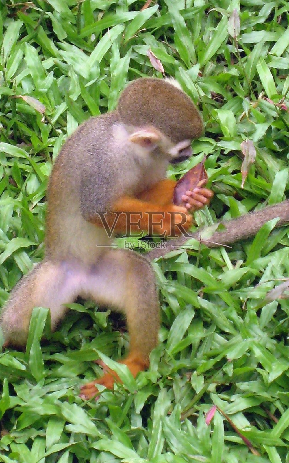 奇怪的猴子照片摄影图片