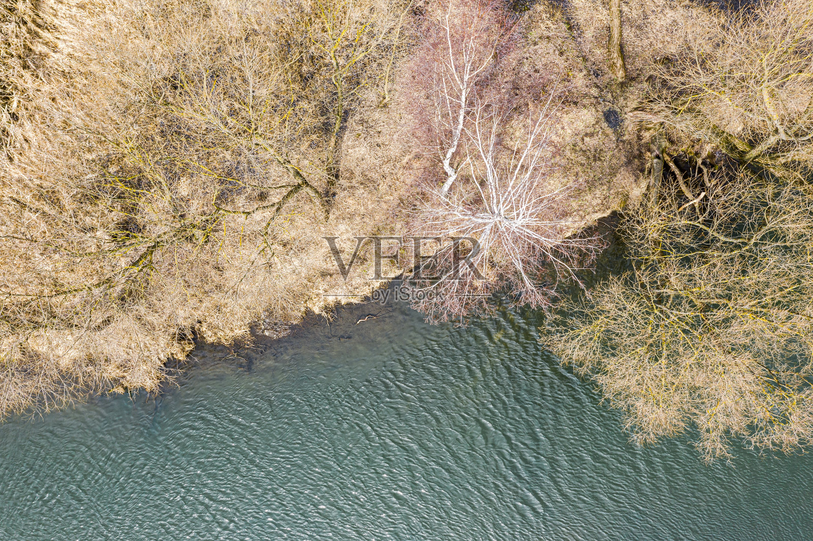 春日，池塘岸边，枯黄的草和光秃秃的树照片摄影图片