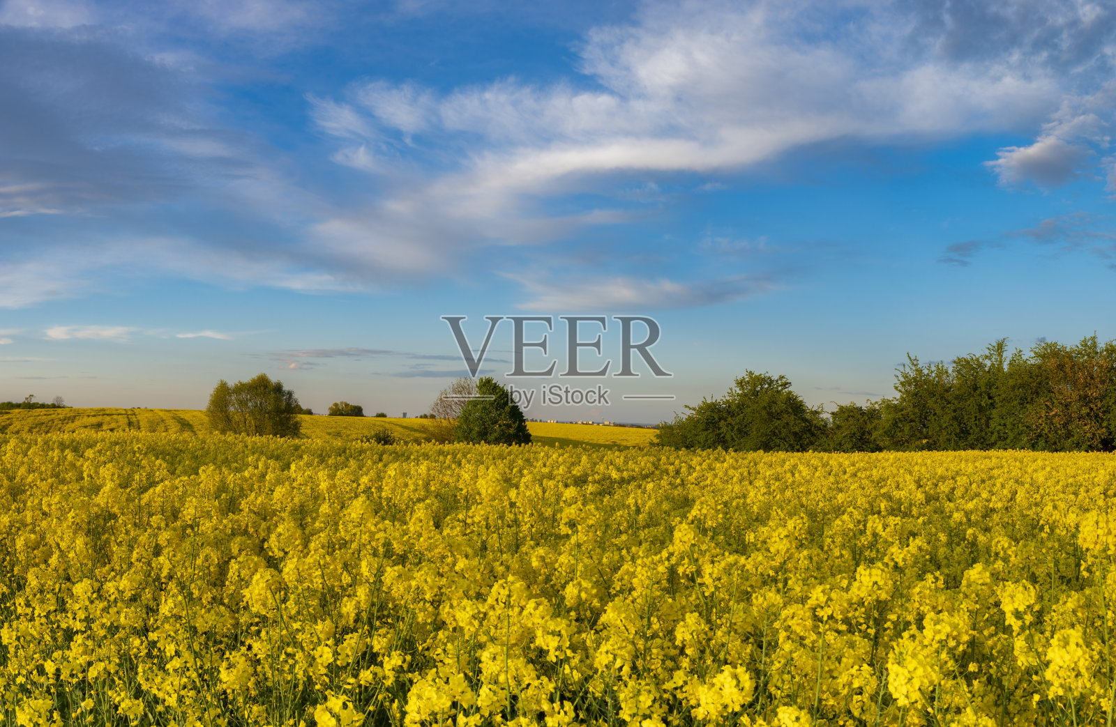 一幅盛开的油菜田的全景，在温暖的夕阳的背景下，美丽的云彩在蓝天照片摄影图片