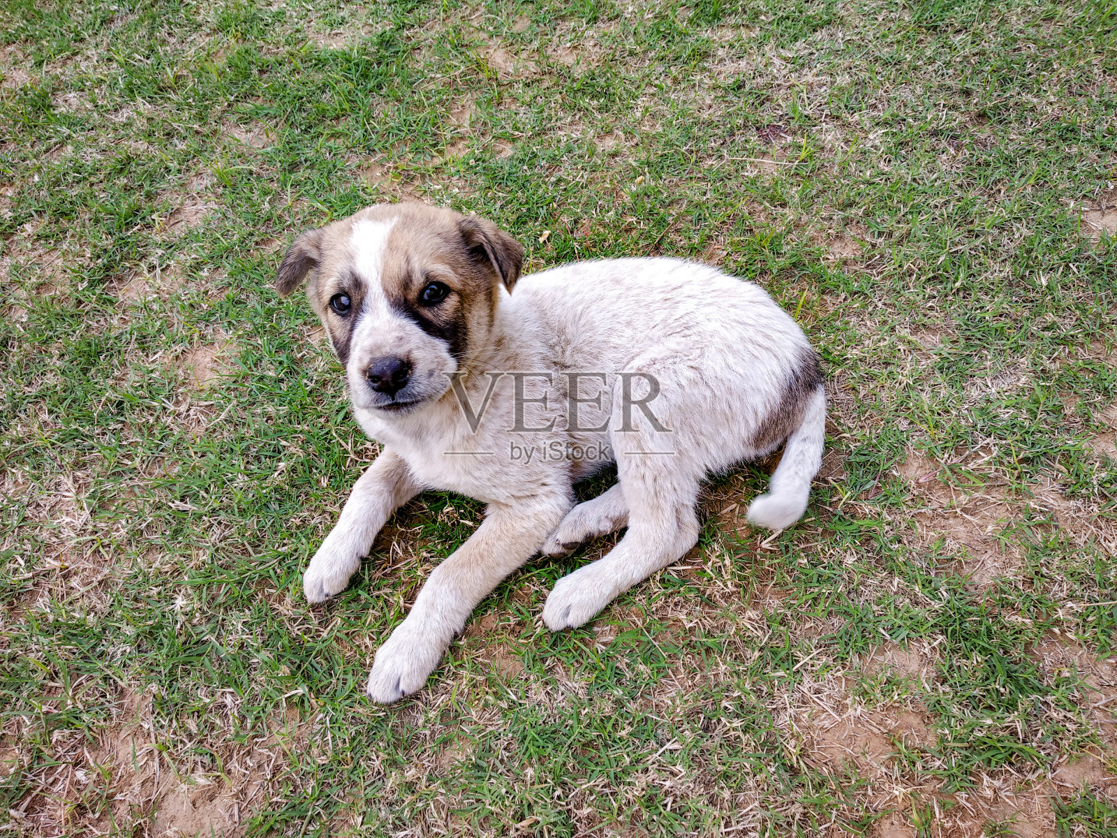 可爱的流浪小狗坐在草坪上看着镜头照片摄影图片